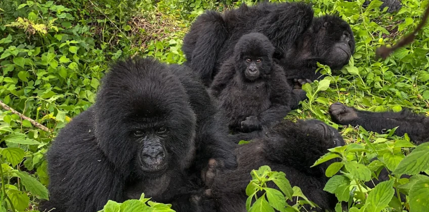 1 Day Gorilla Trekking in Rwanda – Volcanoes National Park