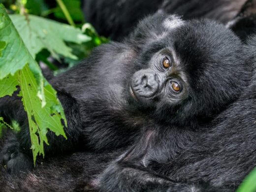 Mountain-gorilla Mountain-gorilla