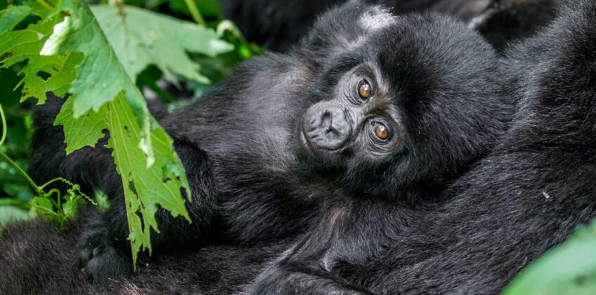 Mountain-gorilla Mountain-gorilla