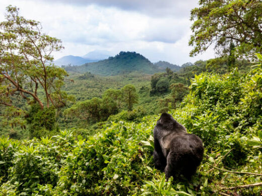 Mountain gorilla in Rwanda Volcanoes National Park Mountain gorilla in Rwanda Volcanoes National Park