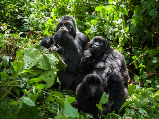 Mountain gorilla in lush rainforest of Bwindi Forest Mountain gorilla in lush rainforest of Bwindi Forest