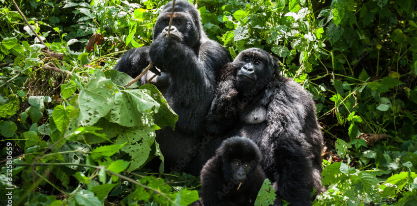 Mountain gorilla in lush rainforest of Bwindi Forest Mountain gorilla in lush rainforest of Bwindi Forest