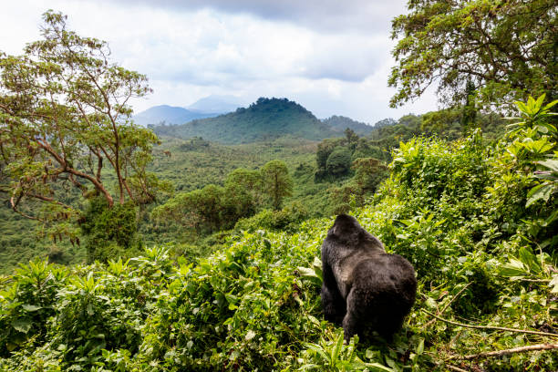 Mountain gorilla in Rwanda Volcanoes National Park Mountain gorilla in Rwanda Volcanoes National Park