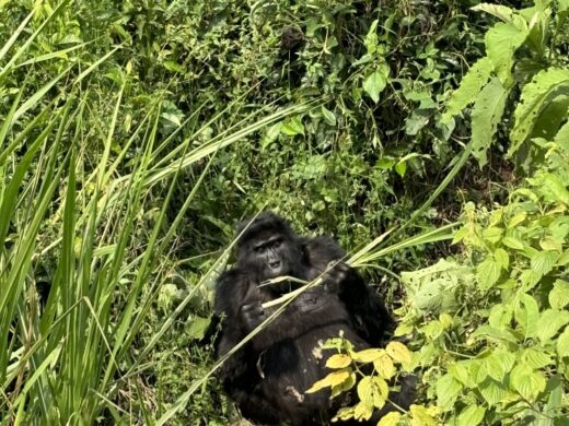 3 Days Mountain Gorilla Trekking in Rwanda