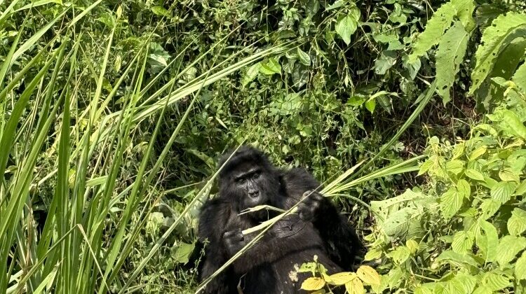 3 Days Mountain Gorilla Trekking in Rwanda