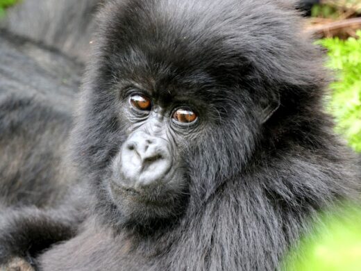 3 Days Gorilla Trekking in Mgahinga