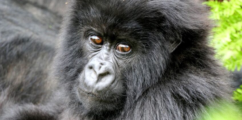 3 Days Gorilla Trekking in Mgahinga