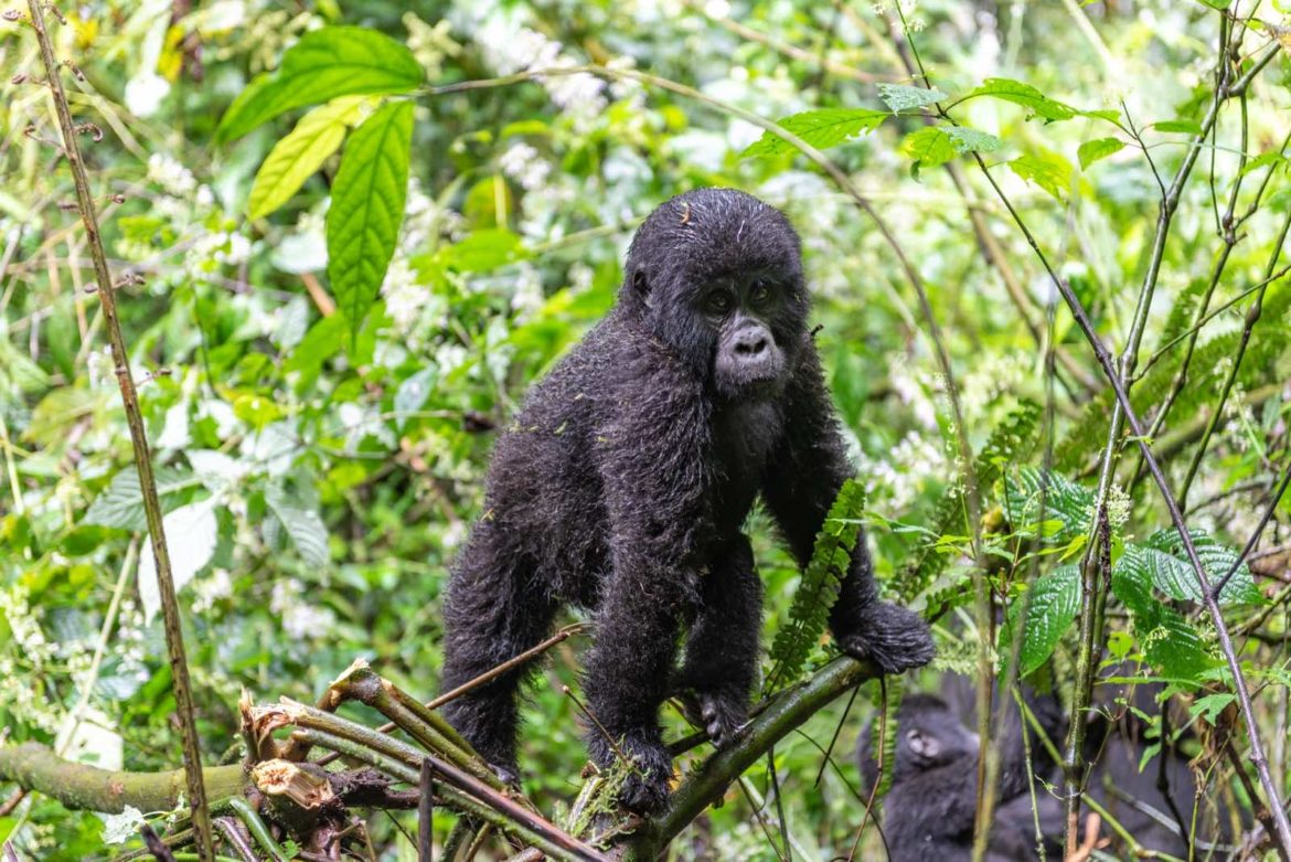 Unmissable 2 Days Uganda Gorilla Safari – Affordable & Wild