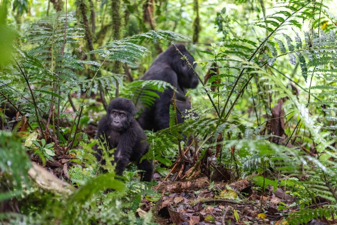 2 Days Gorilla Trekking in Bwindi from Kigali