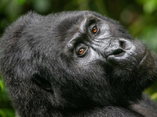 3 Days Gorilla Trekking Bwindi Impenetrable Forest