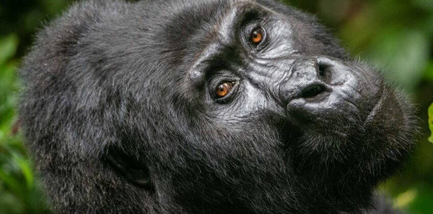 3 Days Gorilla Trekking Bwindi 3 Days Gorilla Trekking Bwindi Impenetrable Forest