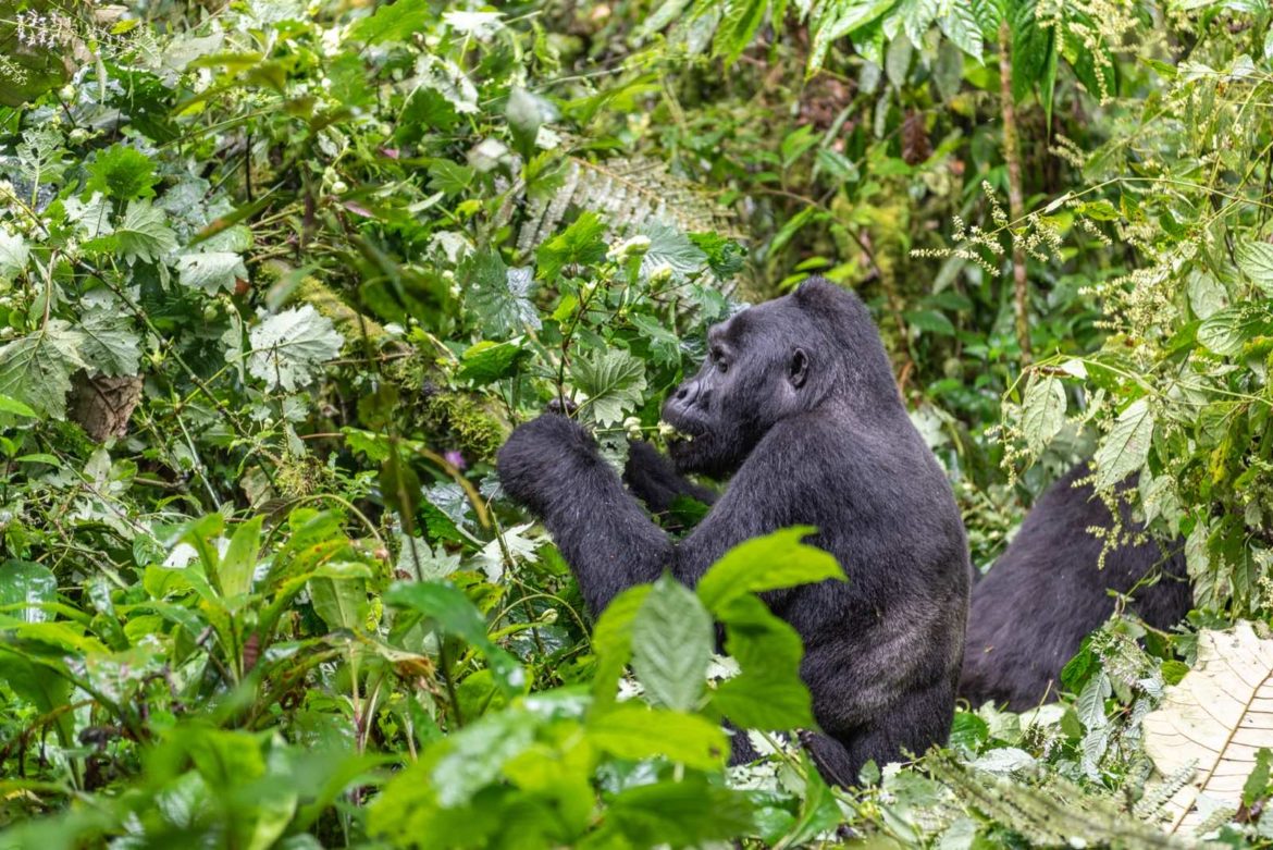1 Day Gorilla Trekking Uganda from Kisoro – Budget Day Trip to Bwindi or Mgahinga