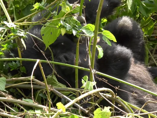 Virunga National Park Gorilla Trekking