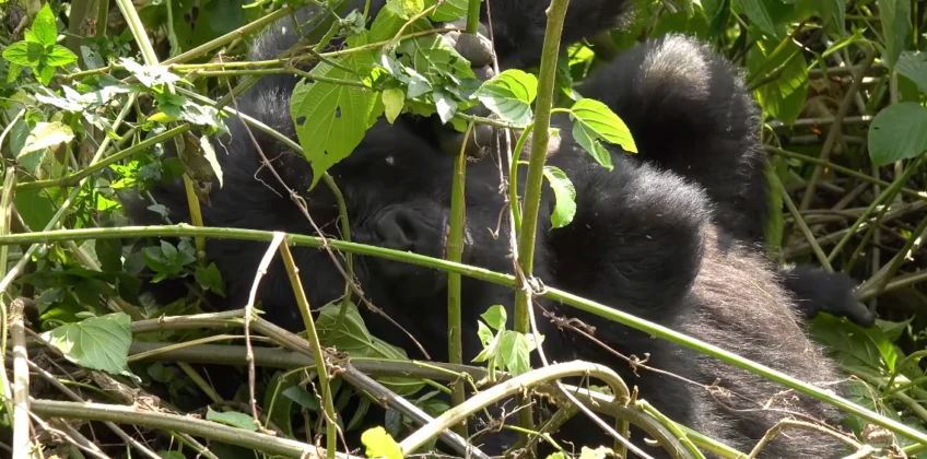 Virunga National Park Gorilla Trekking