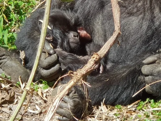 Virunga National Park Gorillas
