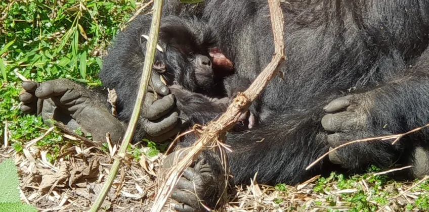 Virunga National Park Gorillas
