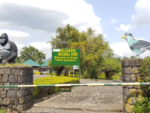1 Day Gorilla Trekking in Rwanda – Volcanoes National Park