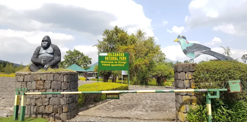 1 Day Gorilla Trekking in Rwanda – Volcanoes National Park