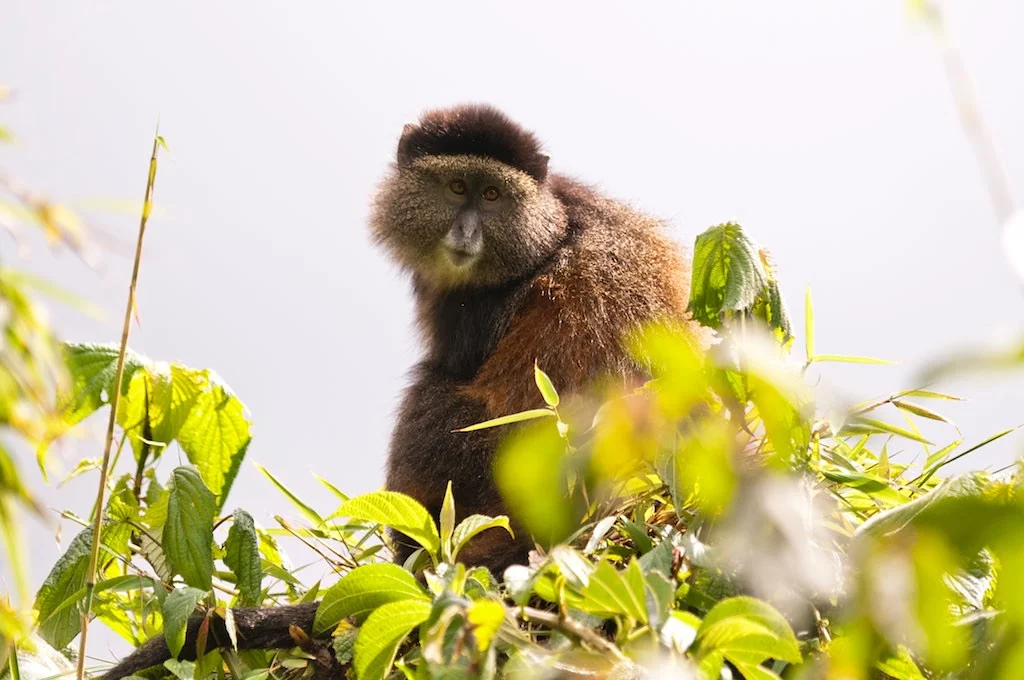Golden Monkeys in Volcanoes National Park Rwanda