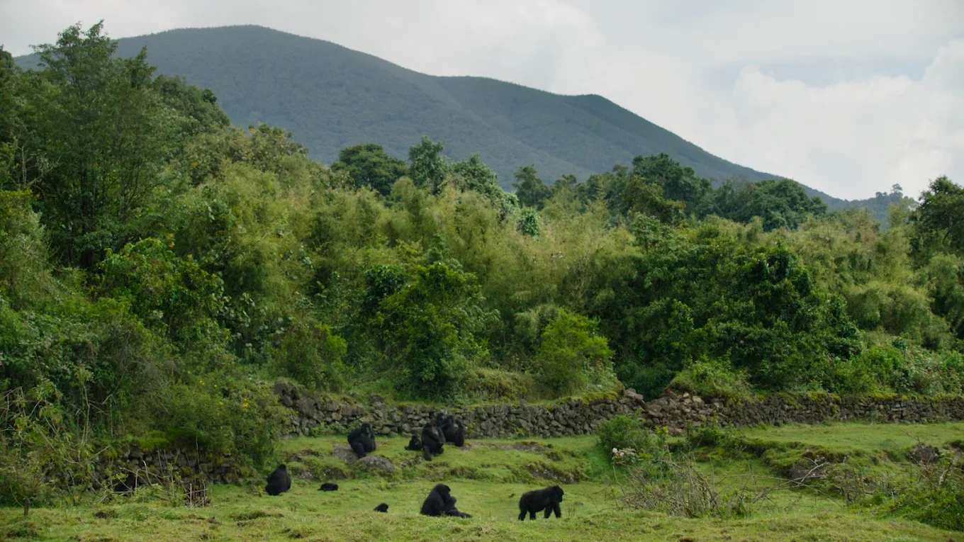 Volcanoes National Park serves as the heart of Gorilla Trekking for Honeymooners in Rwanda. Located in the northwestern part of the country, the park protects a significant portion of the world's remaining mountain gorilla population and forms part of the greater Virunga ecosystem shared by Rwanda, Uganda, and the Democratic Republic of Congo.
