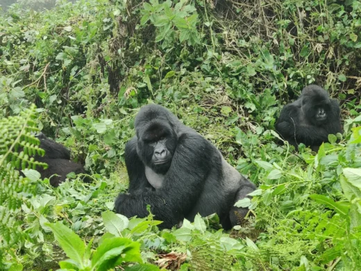 What’s Included in Our Budget Gorilla Trekking Safaris in Mgahinga