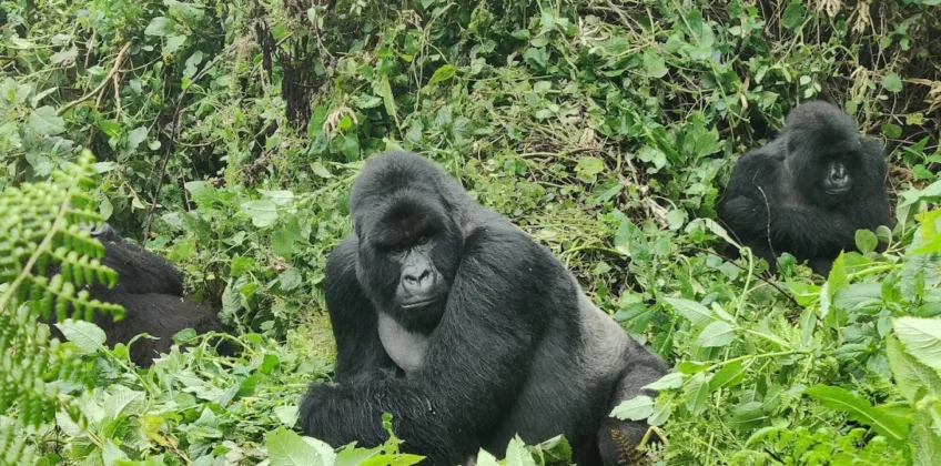 What’s Included in Our Budget Gorilla Trekking Safaris in Mgahinga