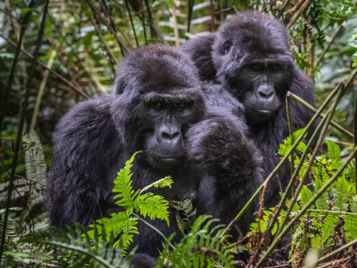 3 Days Gorilla Trekking in Mgahinga Gorilla National Park