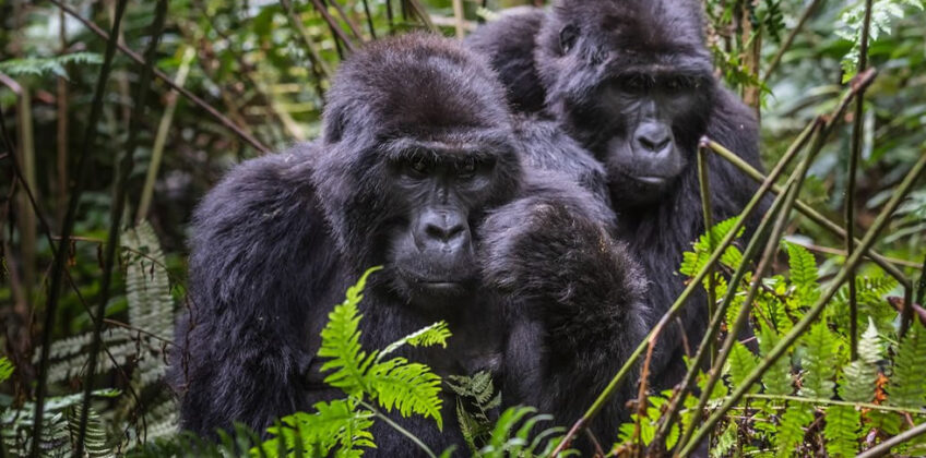 3 Days Gorilla Trekking in Mgahinga Gorilla National Park