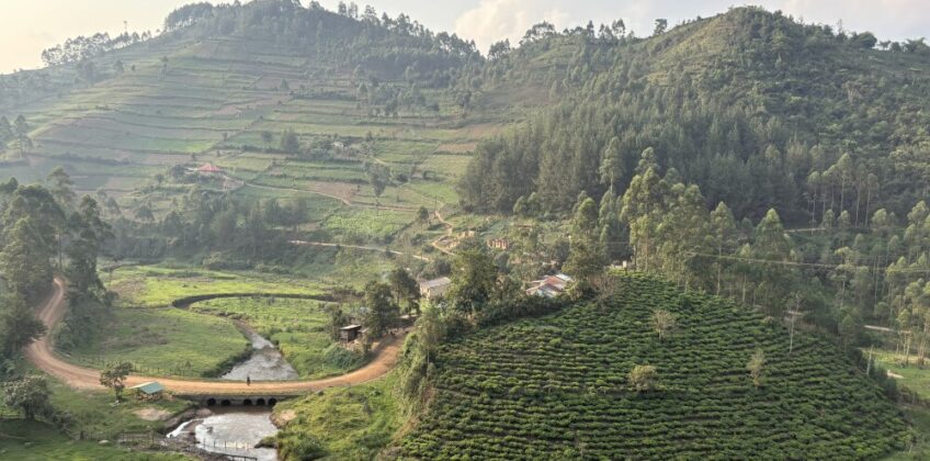 3 Days Mountain Gorilla Trekking in Rwanda