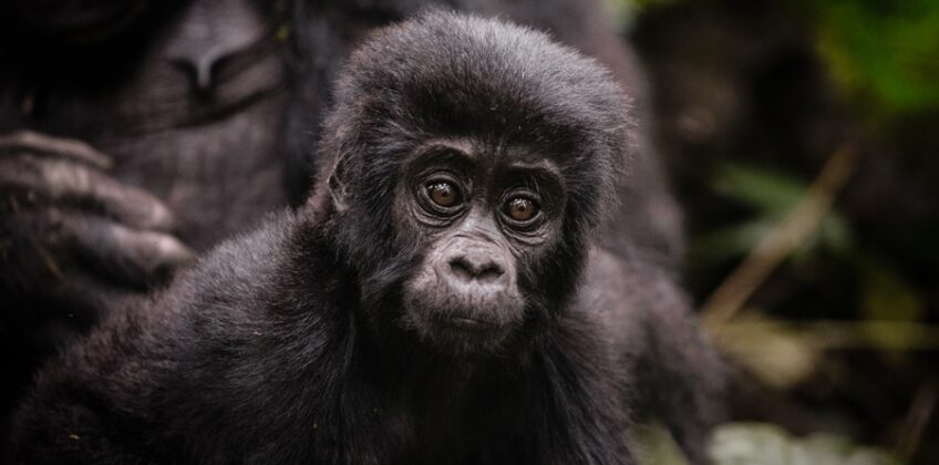 The Most Important Truth: The Gorilla Encounter Is the Same