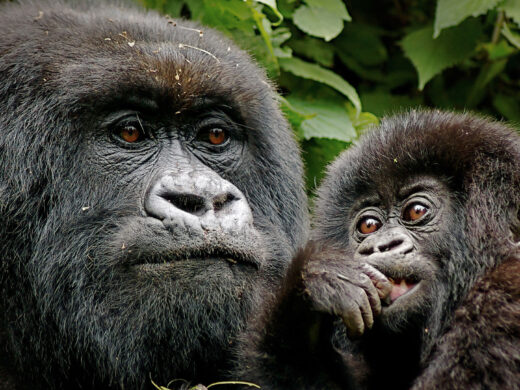 8 Days Rwanda and Uganda Gorilla Primate Safari 8 Days Rwanda and Uganda Gorilla Primate Safari