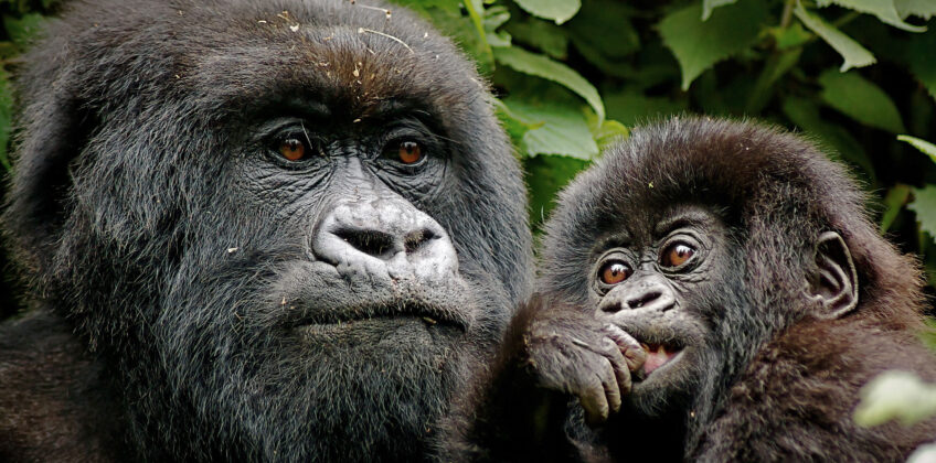 8 Days Rwanda and Uganda Gorilla Primate Safari 8 Days Rwanda and Uganda Gorilla Primate Safari