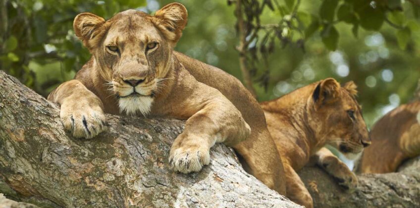 ueen Elizabeth National Park 1 ueen Elizabeth National Park 1