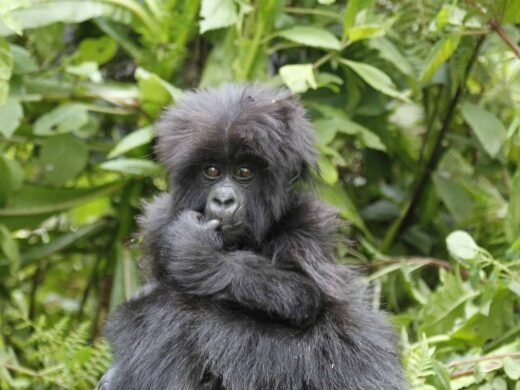 uganda-safari-tours-5838354_1920 uganda-safari-tours-5838354_1920