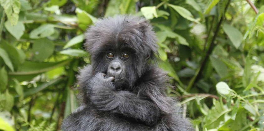 uganda-safari-tours-5838354_1920 uganda-safari-tours-5838354_1920