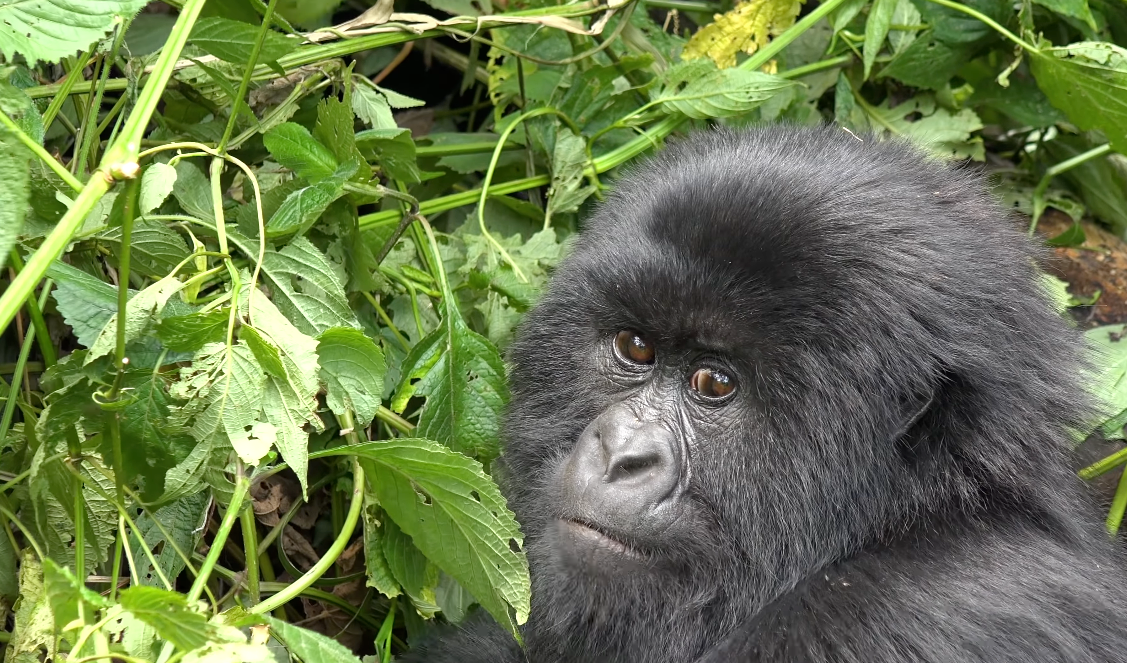Unforgettable 4 Days Uganda Gorilla Trekking – Rewarding Safari Escape
