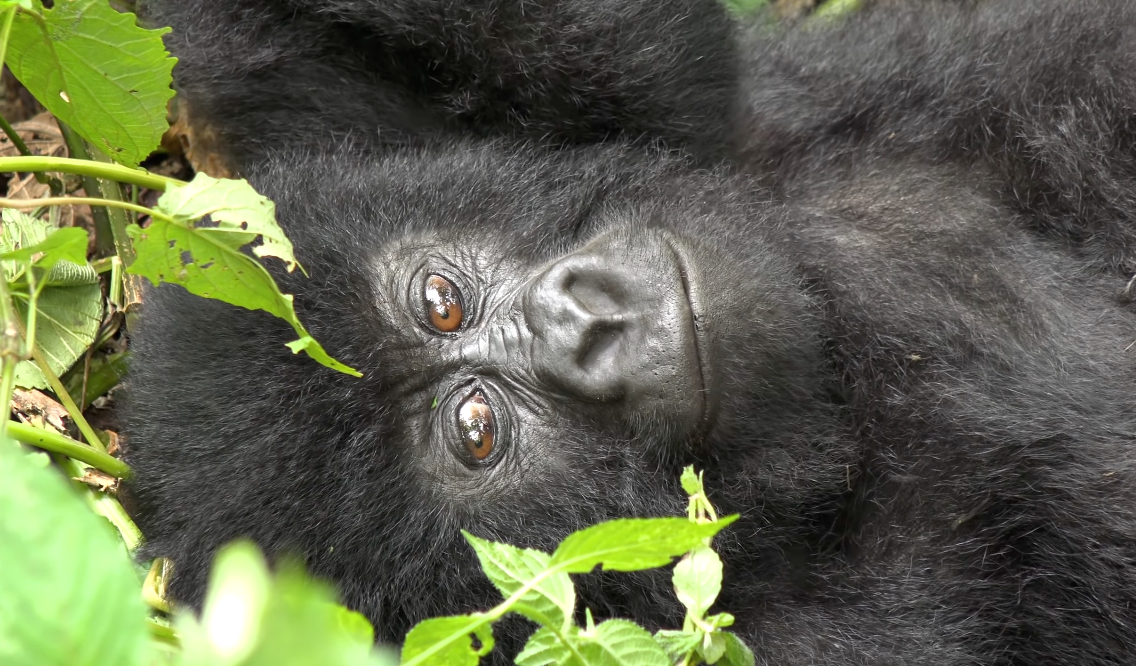 2 Days Mountain Gorilla Trek in Virunga National Park – Congo Gorilla Safari