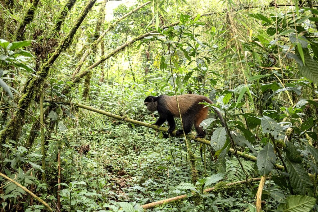 Luxury Rwanda Gorilla Trekking and Complete Rwanda Safari