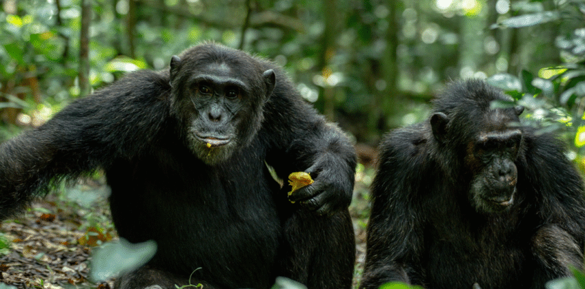 4-Day Fly-in Luxury Gorilla Trek