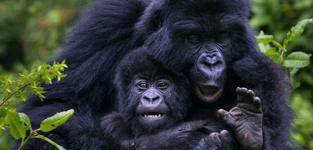 4 Days Uganda Gorilla Trekking & Lake Bunyonyi