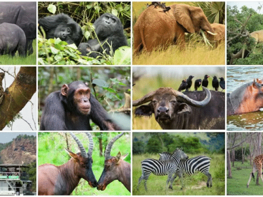 10 Days Luxury Uganda Safari