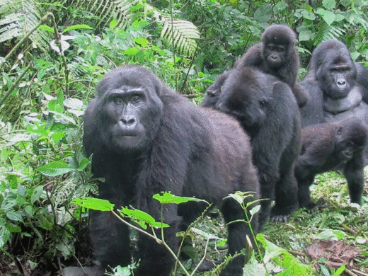 7 Days Rwanda Budget Wildlife & Gorilla Tour