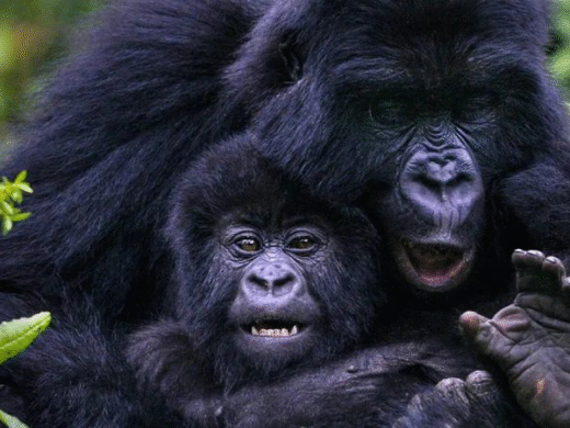 Gorilla Trekking in Uganda and Rwanda