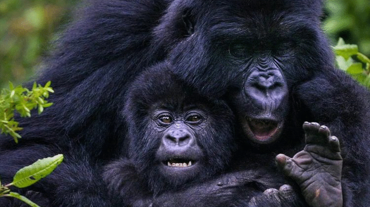 Gorilla Trekking in Uganda and Rwanda