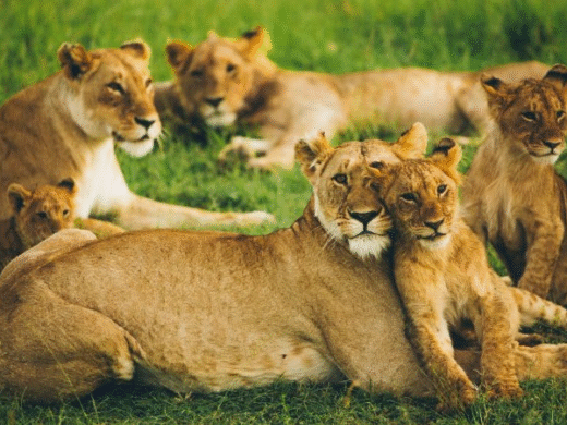 10 Days Luxury Uganda Safari