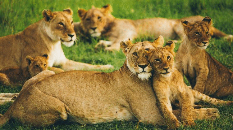 10 Days Luxury Uganda Safari