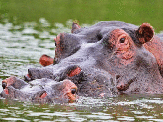 10 Days Luxury Uganda Safari