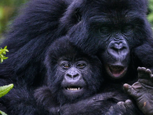 4-Day Fly-in Luxury Gorilla Trek
