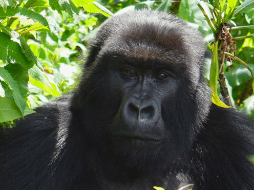 7 Days Gorilla and Wildlife Safari