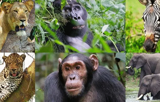 10 Days Luxury Uganda Safari